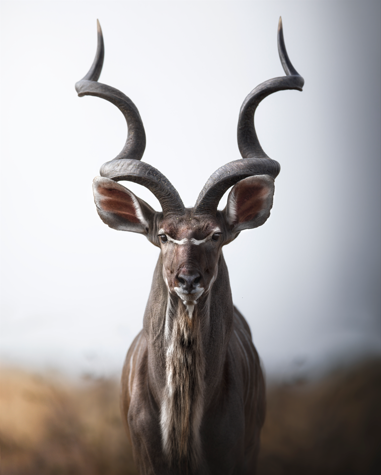 KUDU Animal Posters and Prints Kudu byMicheleBavassano
